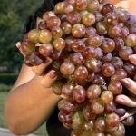 Что можно сделать из винограда кроме вина